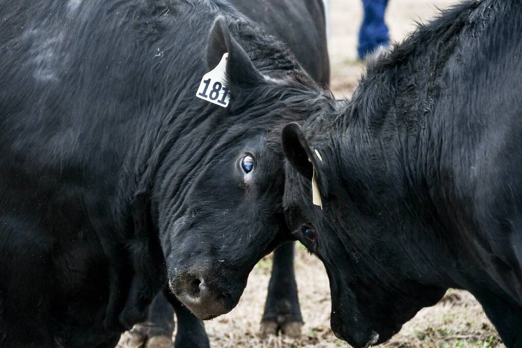 Horns now genetic condition in Angus
