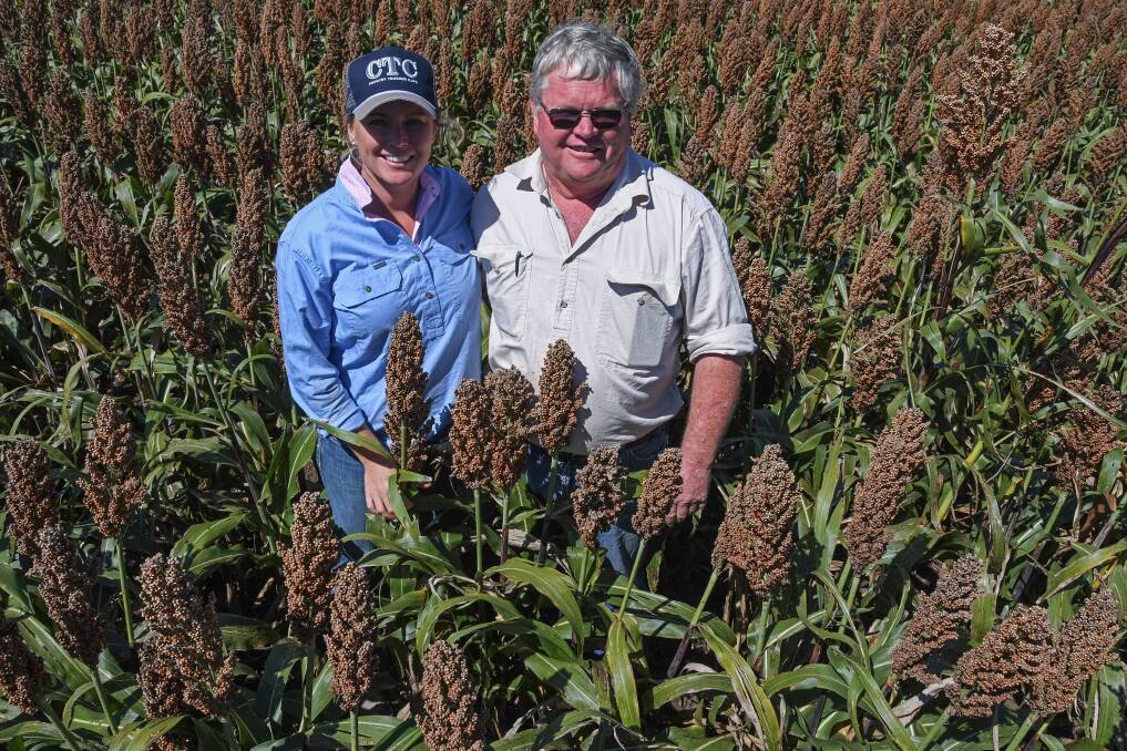 Discontinued sorghum variety 'goes out with bang'