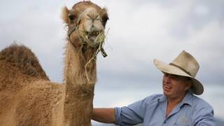 NSW camels sought for new meat brand