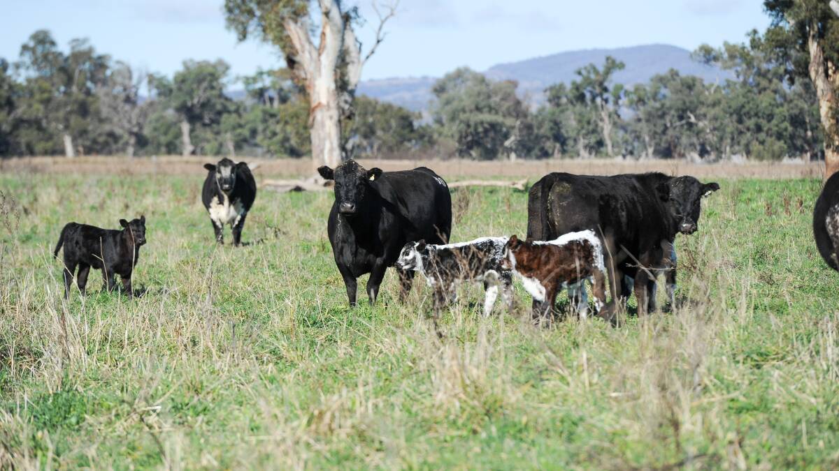 Some of the calving females. 