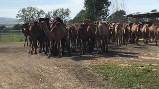 NSW camels sought for new meat brand