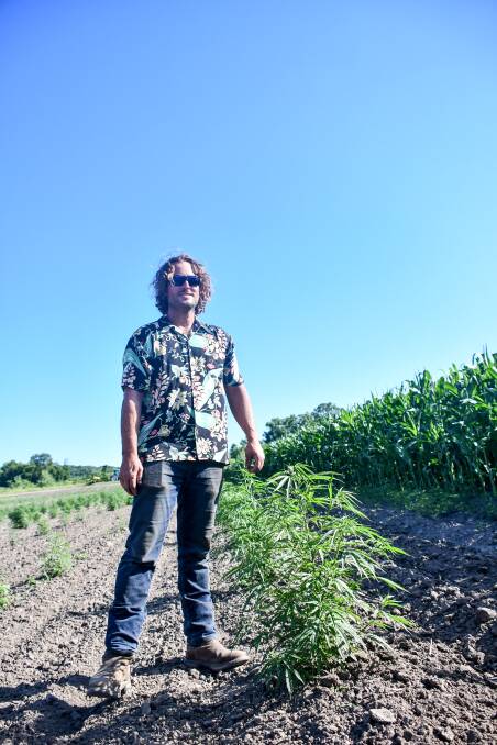 Aaron Peterson stands beside his hemp crop. 