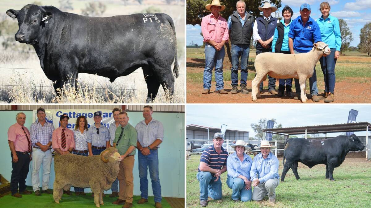 The stud selling roster for both sheep and cattle producers was boosted by all-new auction highs for the top sire offerings. 