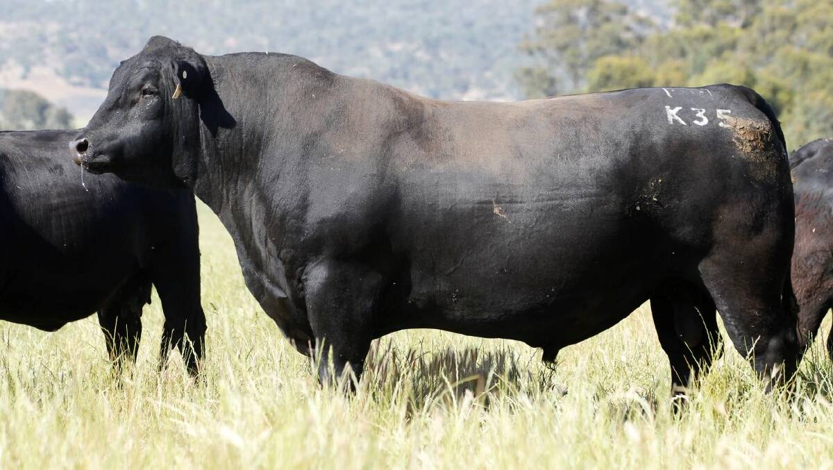 Millah Murrah Kingdom K35 still holds the record as the most expensive Angus bull to be sold at auction when he reached $150,000. 