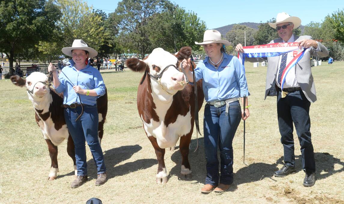 The senior and grand champion Poll Hereford female was awarded to Cloverlee Cherry Ripe K165 from the Cloverlee Poll Hereford stud. 