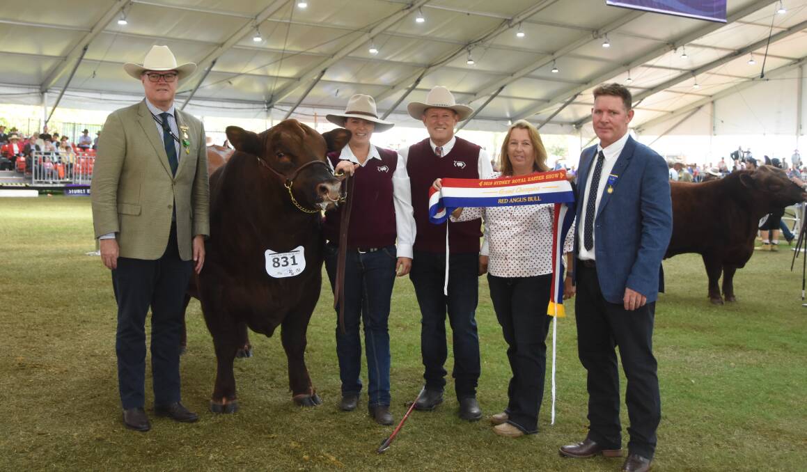 RAS cattle council's Stuart Davies with handler Lacey Kelleher, owner Cliff Downey, ribbon presenter Sue Powe, and judge Jason Catts.