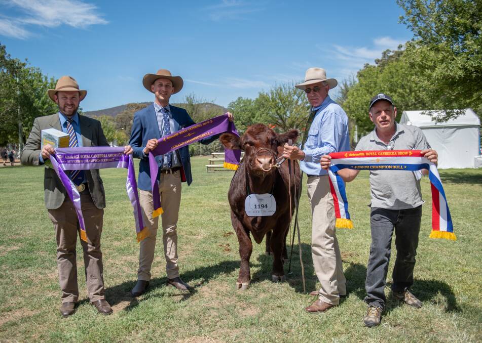 Shannon Lawlor of International Animal Health, judge Sam Hunter, the grand champion Lincoln Red exhibit, owner Guy Bennett and ribbon presenter Shane Smeathers. Photo: Emily H Photography