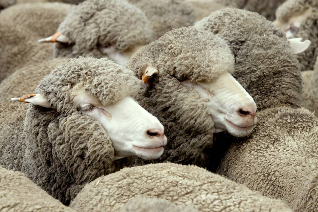 How environment impacts sheep robustness