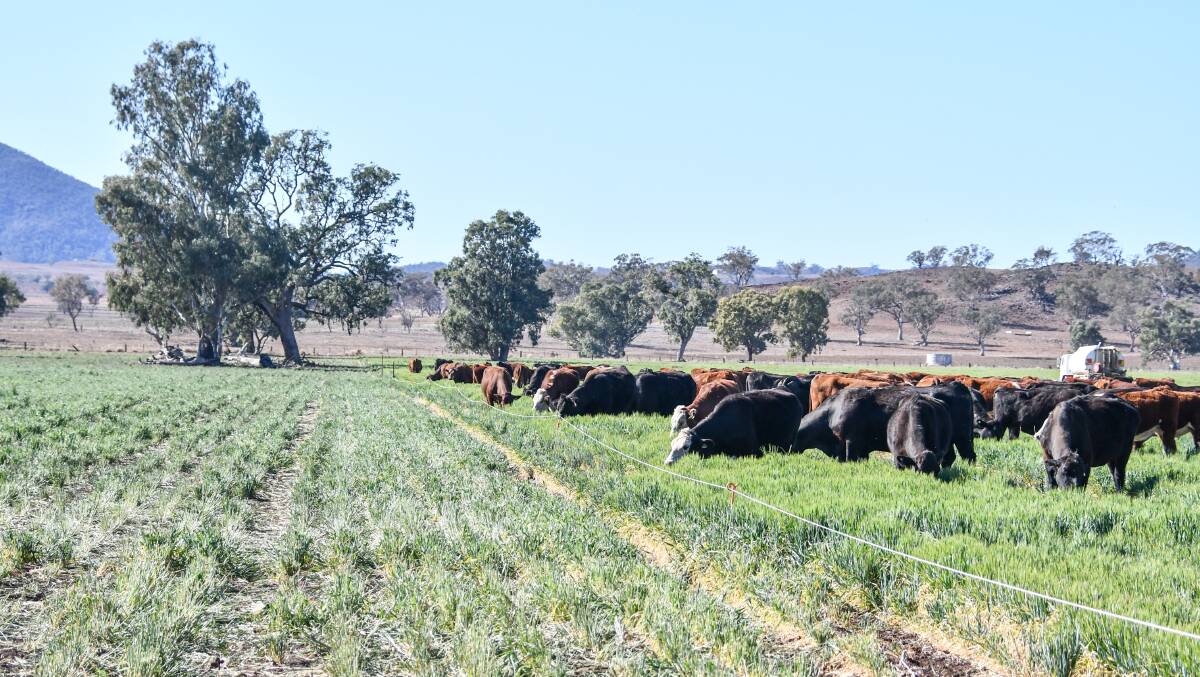 Their cows in a fresh strip graze paddock on the right compared to one that they have eaten on the left. 
