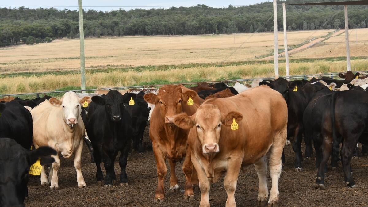 Surge in interest for Beef Spectacular Feedback Trial