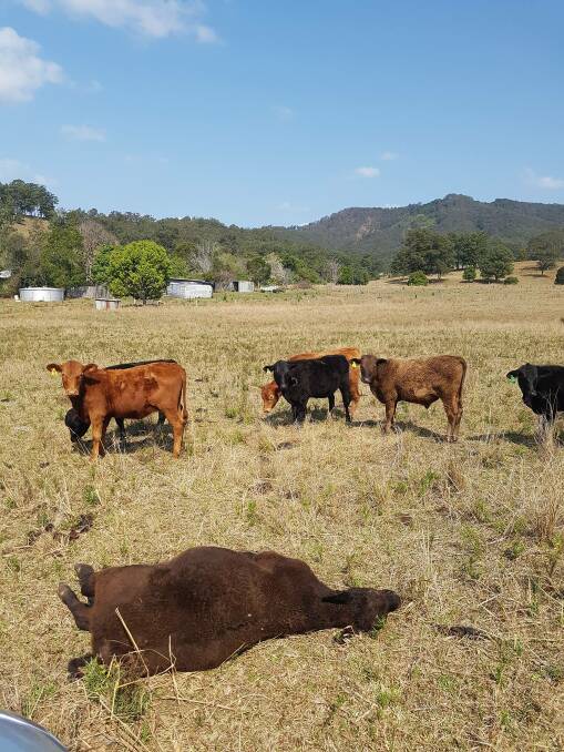 Almost 20 head of cattle have died from Blackleg in the mid north coast region. 