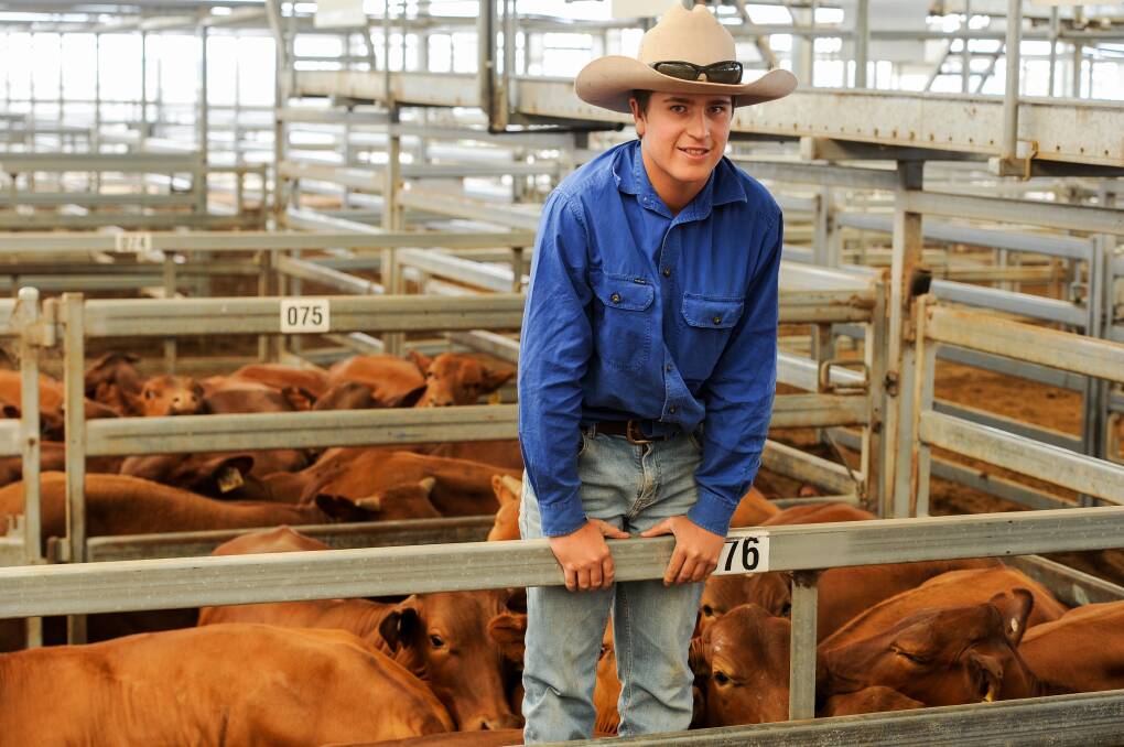 Brayden Tape, Turrawarra, Yarrowitch, in front of 42 Santa cross steers that his grandparents Richard and Robyn Whalen purchased for $1420/hd. 
