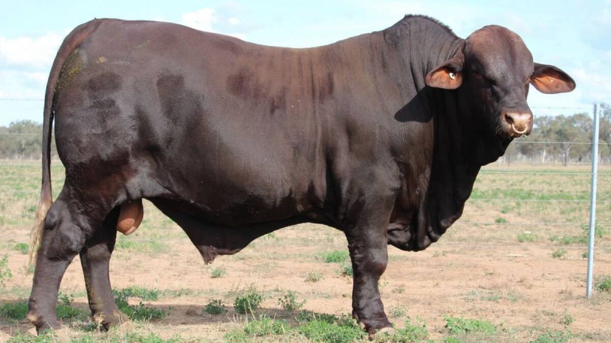 The second top price bull, Watasanta New Comer, sold for $20,000 to the Fletcher family, Tamworth. Picture: Watasanta