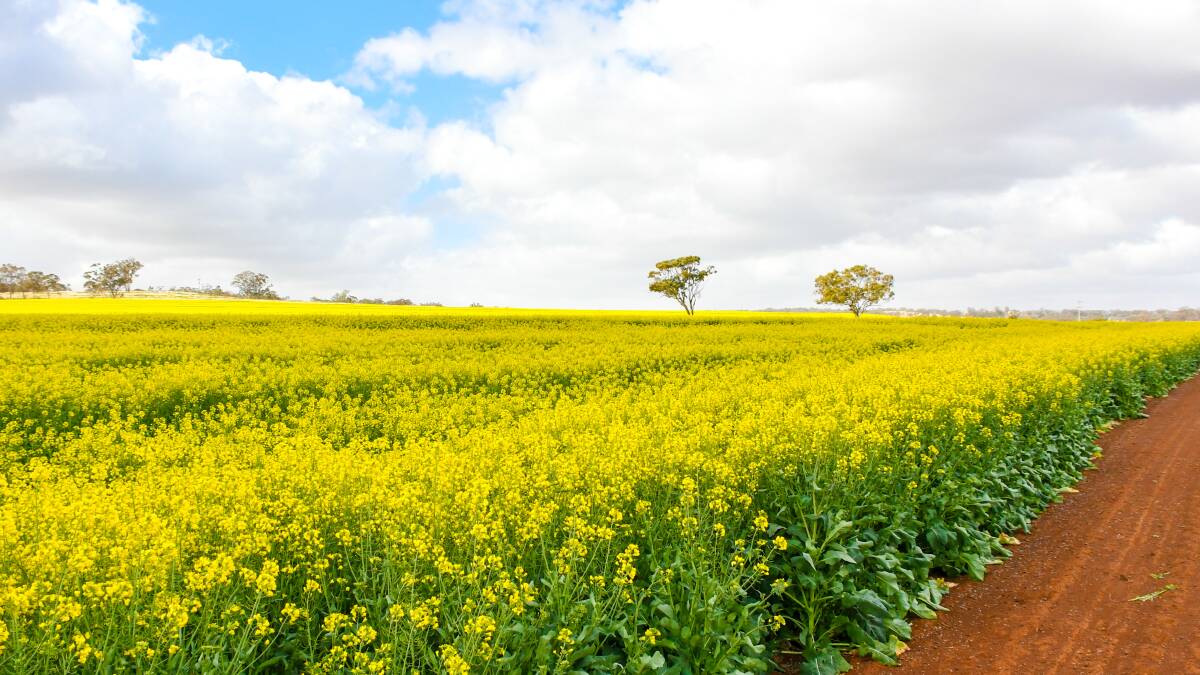 Fields of gold at Inverell