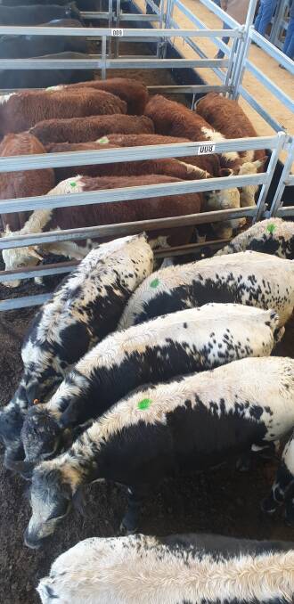 Photo: Tamworth Livestock Selling Agent