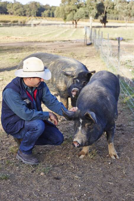 Jacob Stein with some of their free range pigs. 
