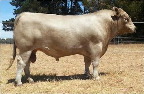 Tullibardine Jeopardy J14 topped the Murray Grey sire list. Photo: Wallawong Beef