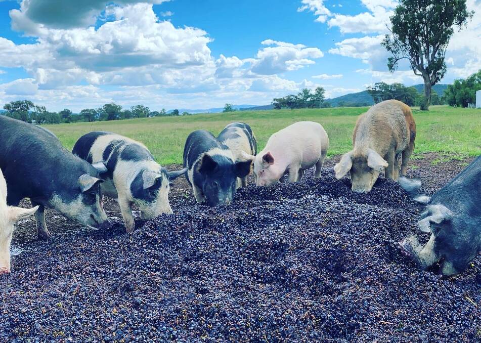 Free range pigs at the Robert Stein Winery enjoying some grape marc which fed out during autumn. Photos: Supplied