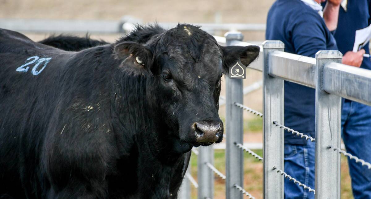 Lot 20 was the bull of Jye and Luke Paterson who sold for $7000. 