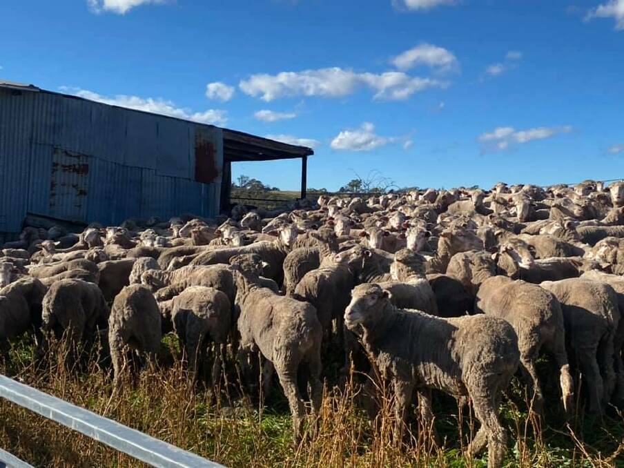 A mob of 450 Merino wethers from Tarcutta were recently purchased through AuctionsPlus as a form of diversification at Bannaby. 