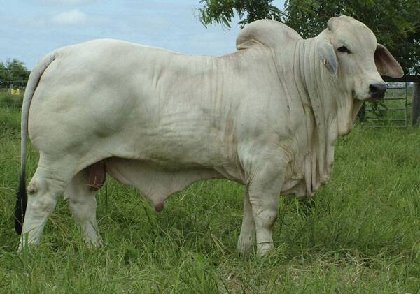 A picture of Lancefield M Billionaire Manso on the ABBA database. 