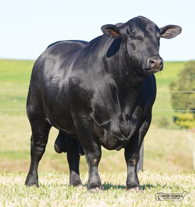 Sire Shootout winner Barronessa Holloway was originally bound for private sale but instead sold at the Rockhampton Brangus National for $23,000. 