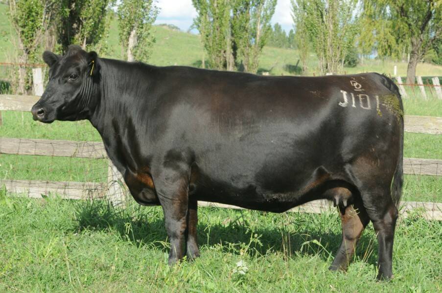 The top price of $17,000 was paid for Dance Federation J101, who the Dance family labelled hands down the best autumn cow they had bred. Photo: AuctionsPlus