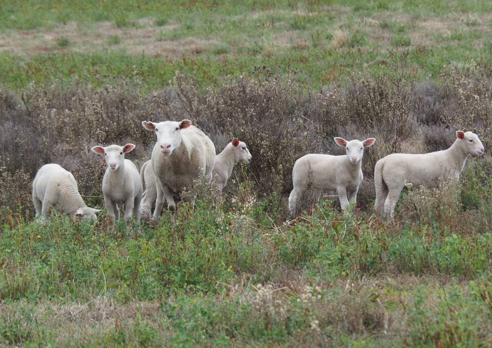 The White Suffolk ewe and her five lambs. Photo: Chris Morse
