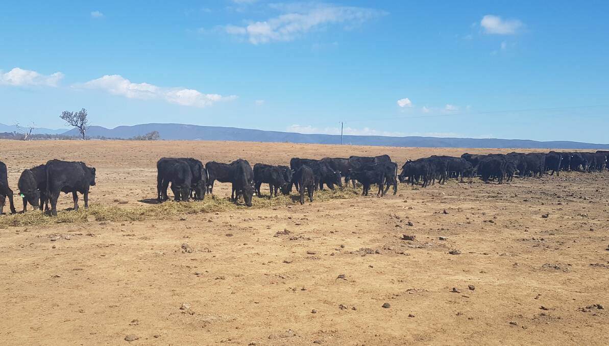 The cattle being fed during the recent drought. 