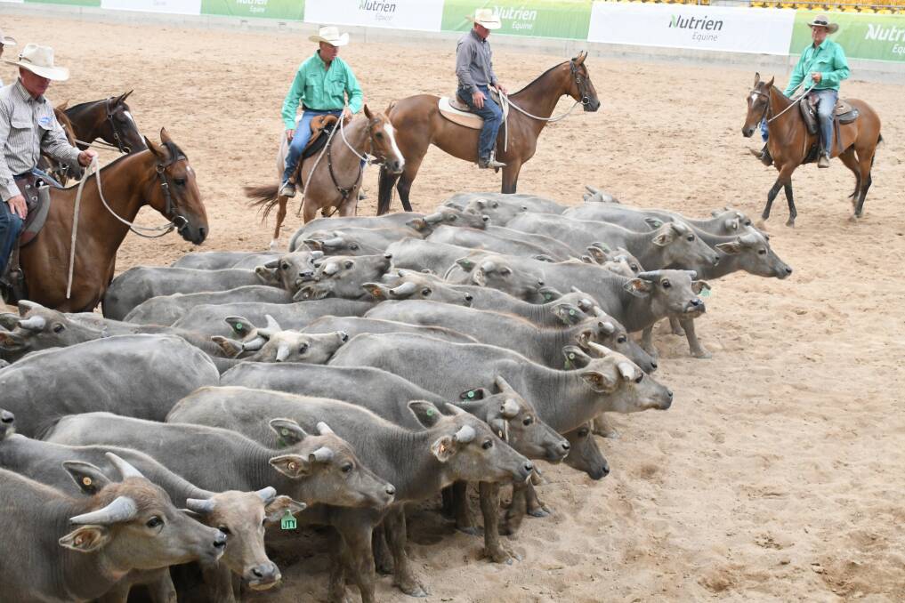 The mob of water buffalo will be used for pre-work at the Nutrien Classic. Photos: Kirra Kelly