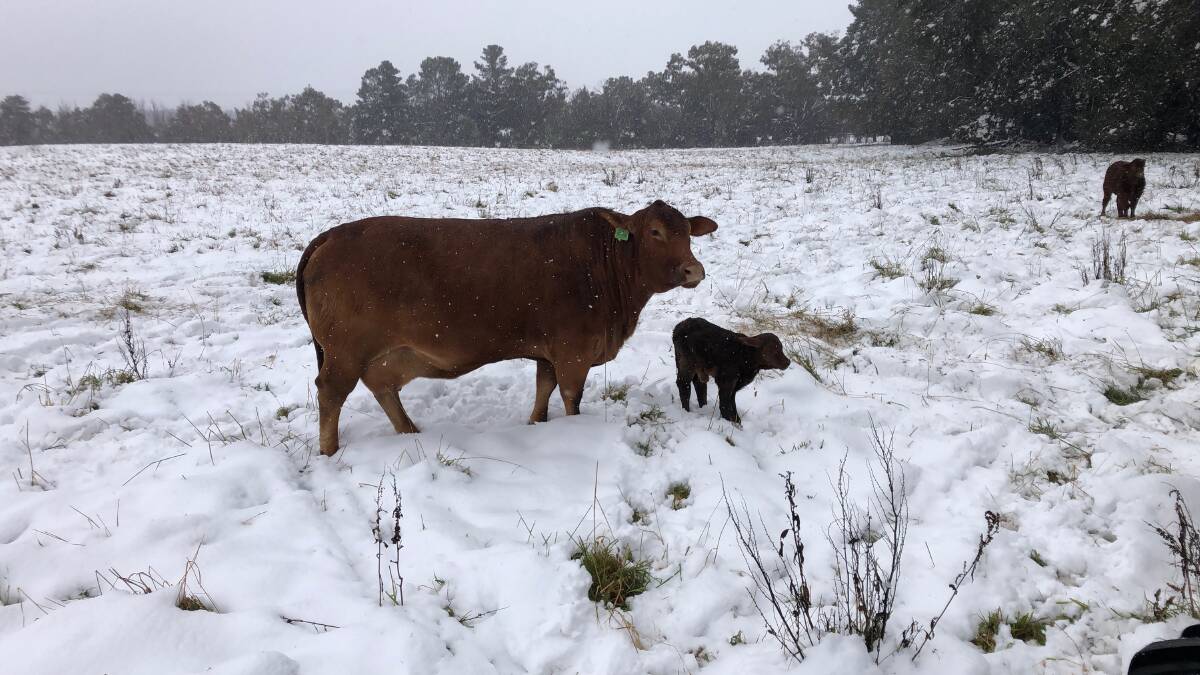 The Droughtmaster cow and her new calf born on a snowy morning. 