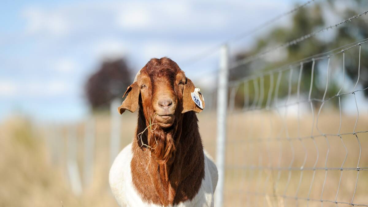 Goat AI techs in hot demand as industry grows