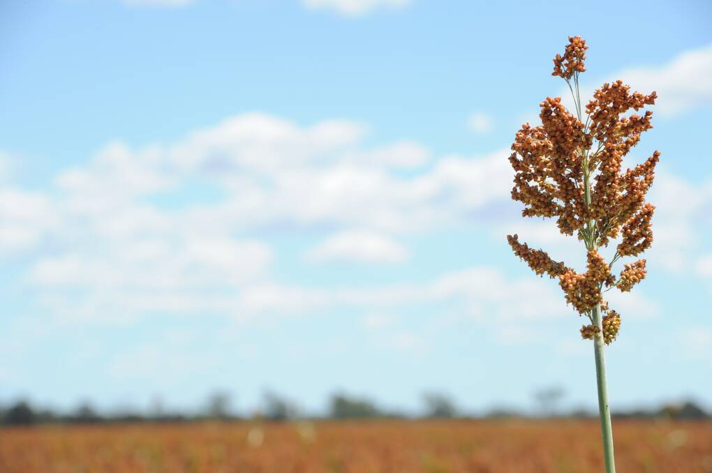 Drought remains a concern with the northern NSW sorghum crops the latest to feel the burden of relentless dry conditions.