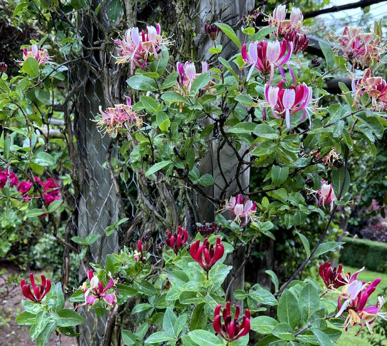 Honeysuckle 'Firecracker' flowers for several weeks in early summer and needs little pruning.
