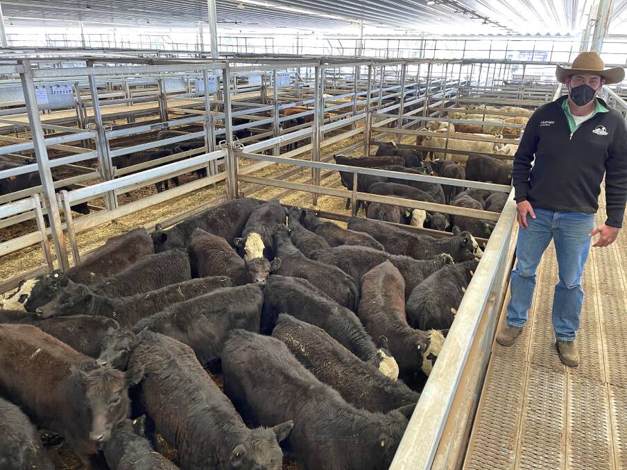 Nutrien Bathurst agent Marcus Schembri with 26 Reiland-blood, Angus-cross heifers that sold for $1630 a head (652 cents a kilogram) at Carcoar store sale on Friday. The heifers weighed an average of 250kg and were sold by BJ and MJ Hoolihan, Black Springs. Photo: Brock Syphers