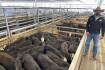 Carcoar weaners surge to $2300