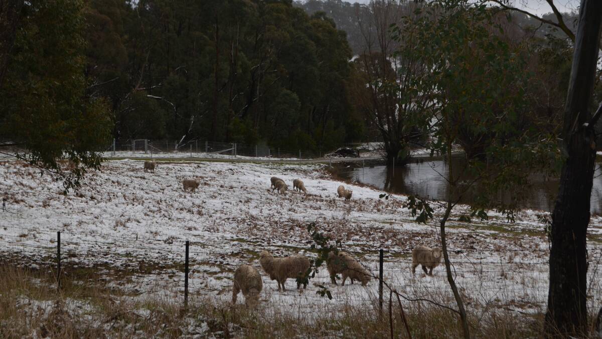 Snow for some and sheep graziers on alert