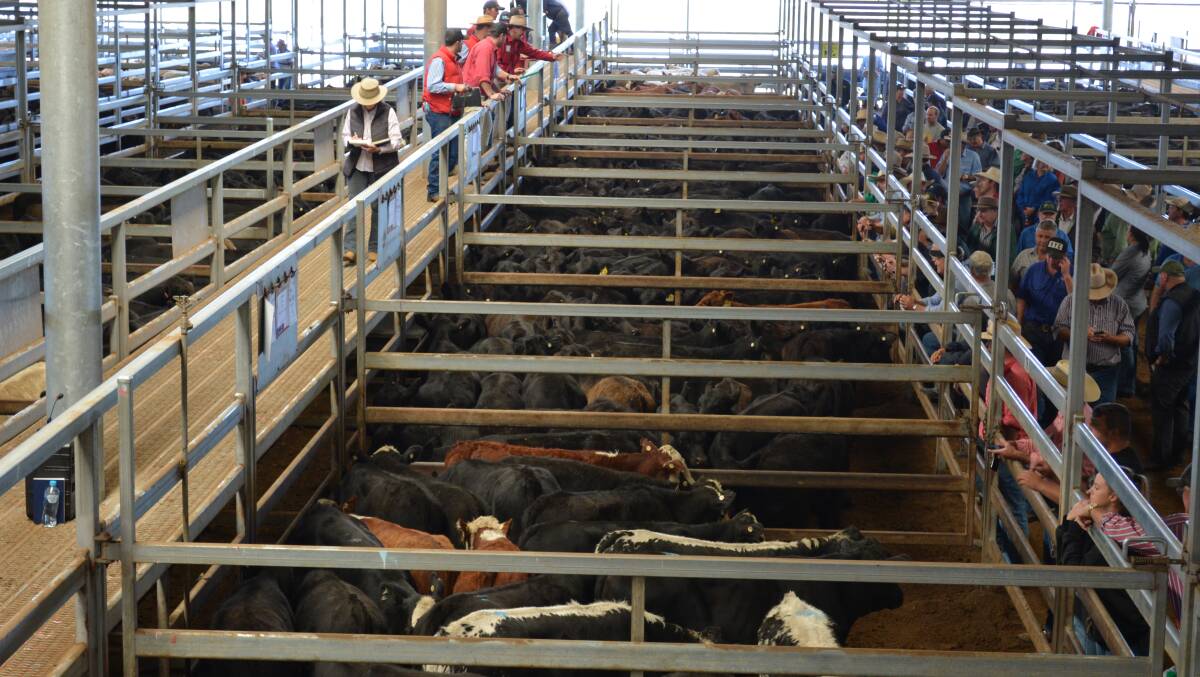The average price for EYCI-type young cattle sold at Central Tablelands Livestock Exchange, Carcoar, on Tuesday was 549.5 cents a kilogram (carcase weight). 
