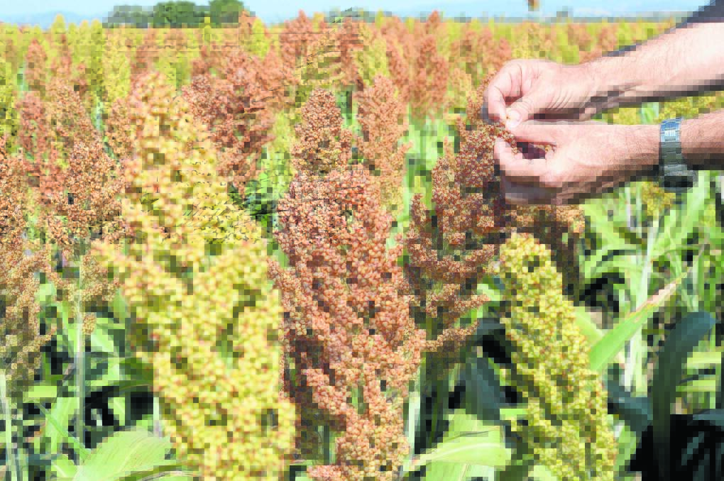 Searing heat and no rain is visibly taking a toll on sorghum crops around Moree as it drains crop of remaining moisture reserves. 