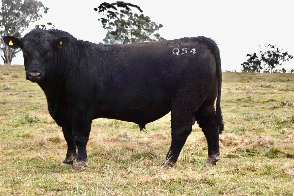 The top priced bull, Glengowan Lionheart Q54, sold for $14,500 during the Glengowan Angus bull and female sale near Newbridge on Thursday.