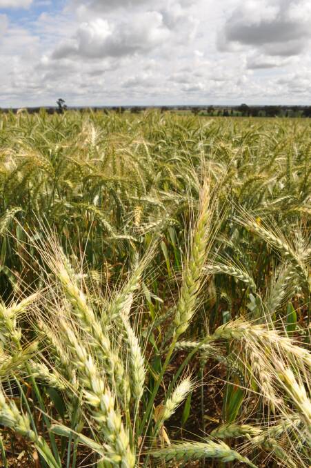 The USDA is now projecting that world wheat output will slide by more than 21 million tonnes to about 736 million tonnes which would be the smallest in three years.