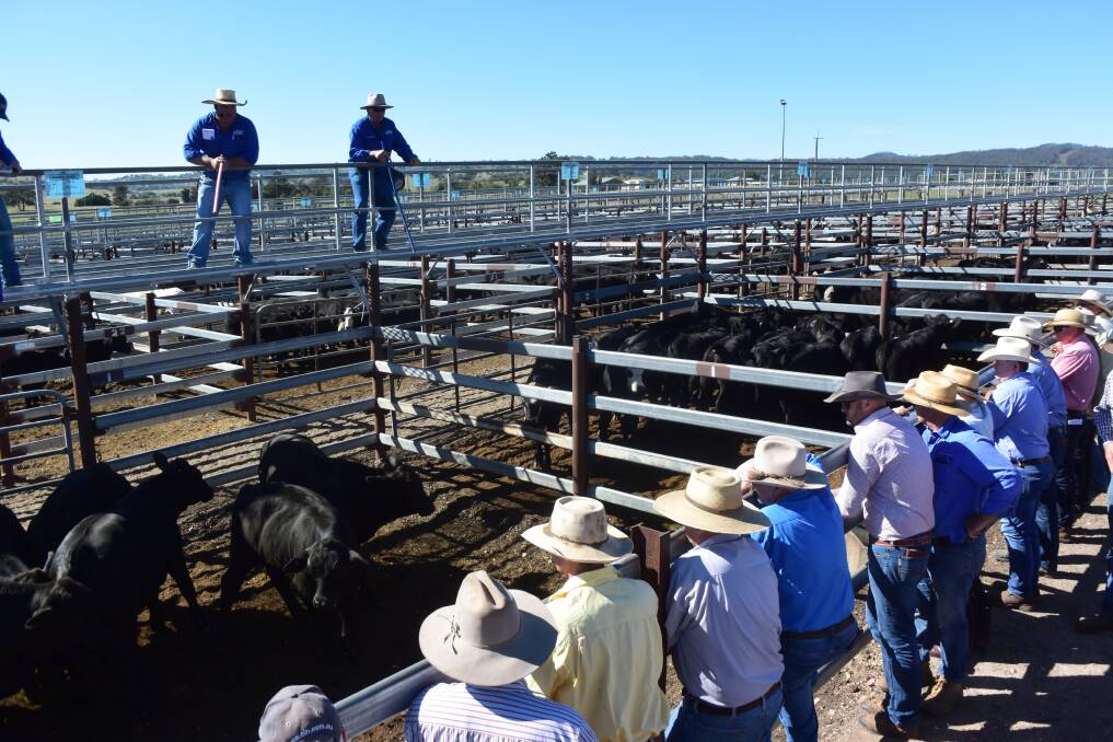 Buyers line the rail at Harold Curry's Tenterfield weaner sale last Thursday. Photo: Jamie Brown