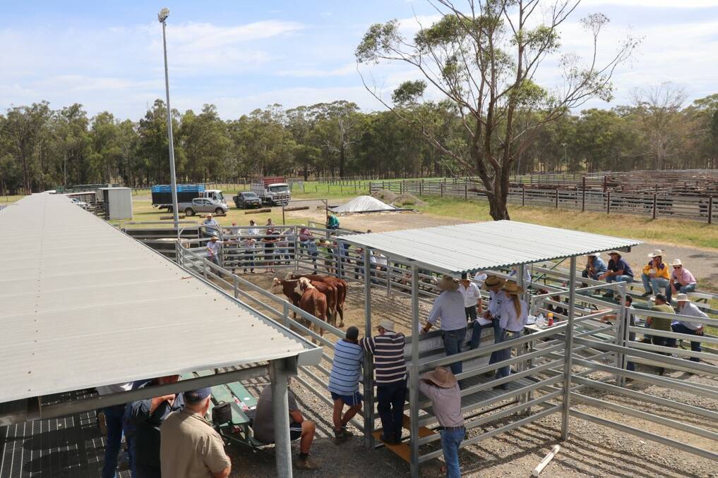The new selling ring at the Maitland saleyards means agents can continue to conduct COVID-safe sales. 
