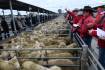 More lambs ramp up spring volatility