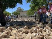 Elders Dubbo branch manager Martin Simmons takes bids during a Dubbo prime lamb sale. File picture by Karen Bailey.