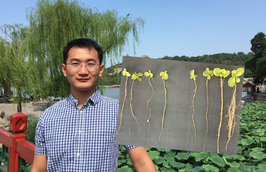Western Sydney University's Dr Hongwei Liu said by progressively adding more 1-aminocyclopropane-1-carboxylate (or ACC) to lettuce plants (pictured inset) there was a reduction in the losses caused by salty soils. 