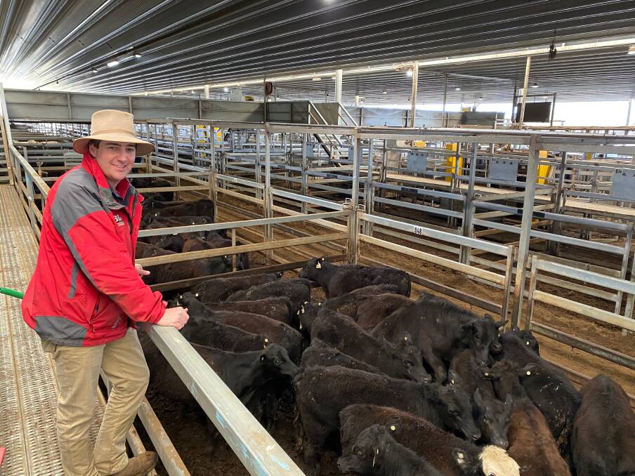 Bowyer and Livermore agent Nick Fogarty, Bathurst, with 24, 12-month-old Angus and Angus-cross steers, 212kg, that sold for $1255 (591c/kg) during the CTLX, Carcoar, store cattle sale last Friday. The steers were from Victoria but had been on agistment near West Wyalong.