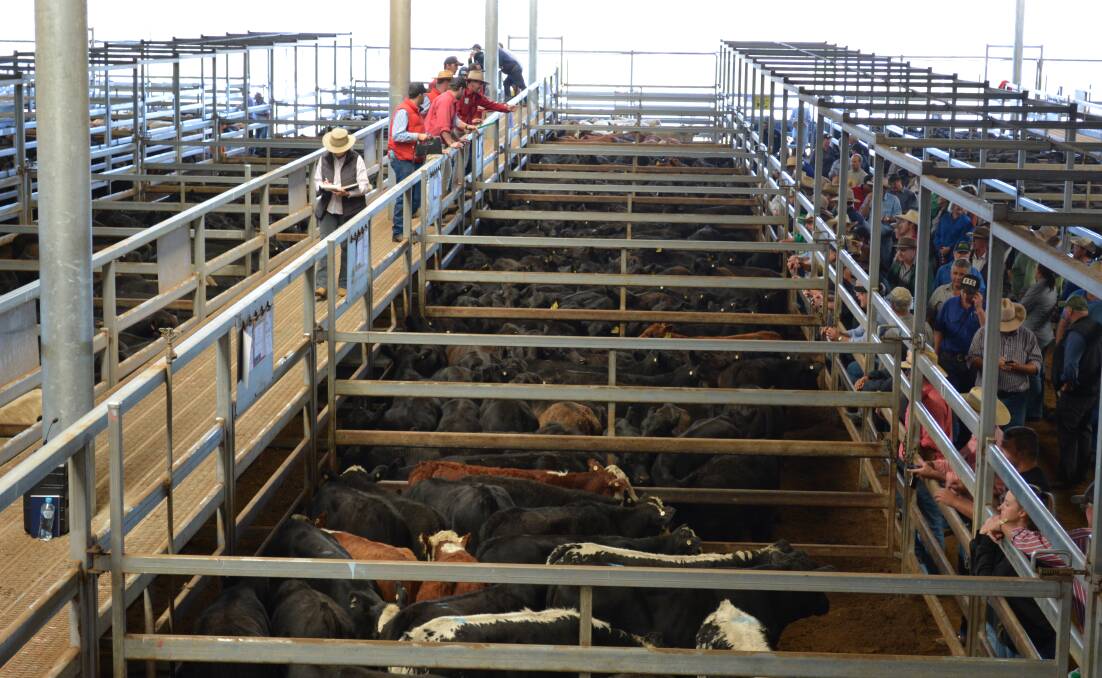 At Carcoar there were 3640 head offered on Tuesday and about 1000 of those were cows. Weaners were in limited supply and there was only a few grown steers in prime condition.