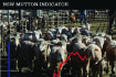 Tight sheep supply pressures exports