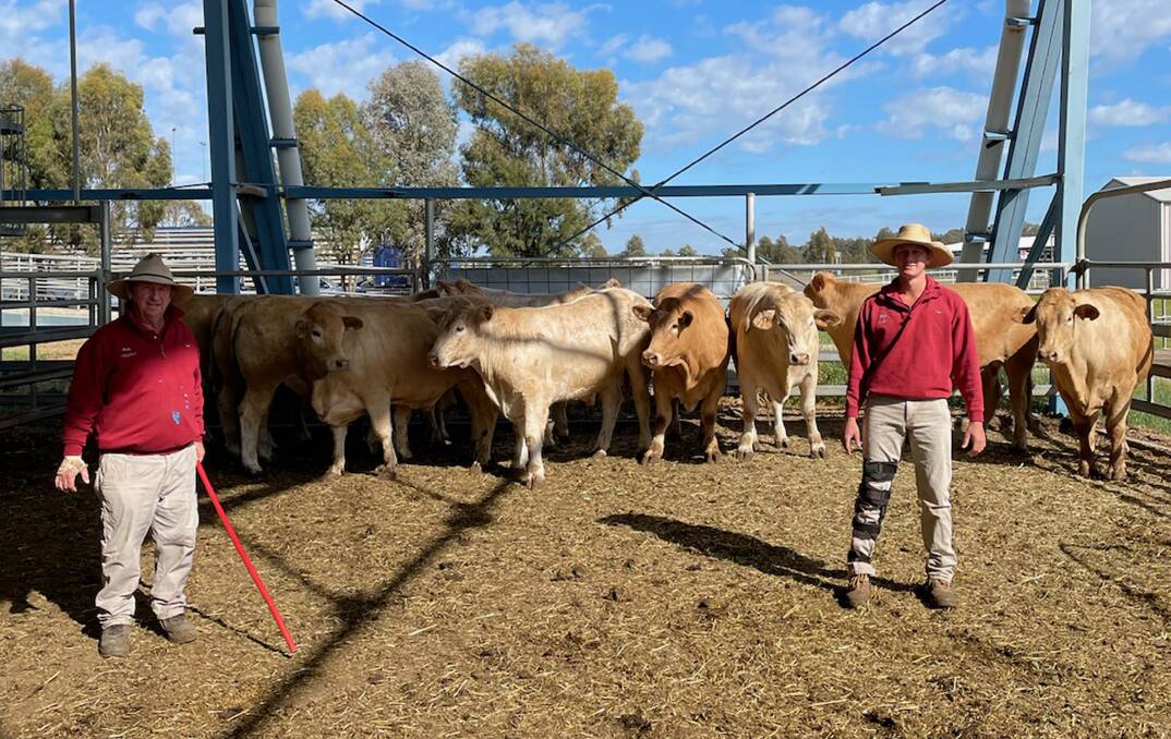 Forbes Livestock and Agency Company's Tim Mackay and Jack Piercy with 730kg steers sold by Jeff Cronin, Bourke, for 462c/kg during the Forbes prime cattle sale on Monday.